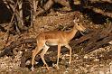 023 Chobe NP, impala